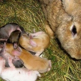 Koliko puta dnevno zec hrani novorođene zečeve